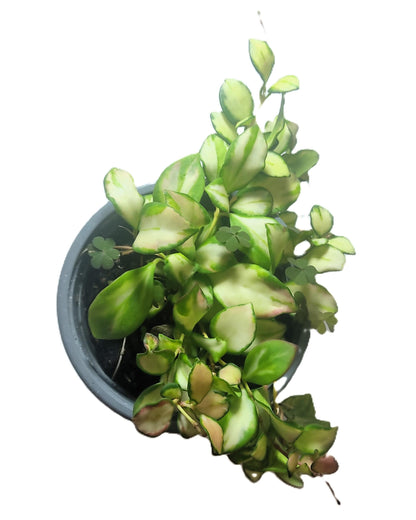 Hoya Heuschkeliana 'variegata'; Planta Flor De Cera, Colgante; Curiosarium; Maceta 12 Cm Diámetro_0