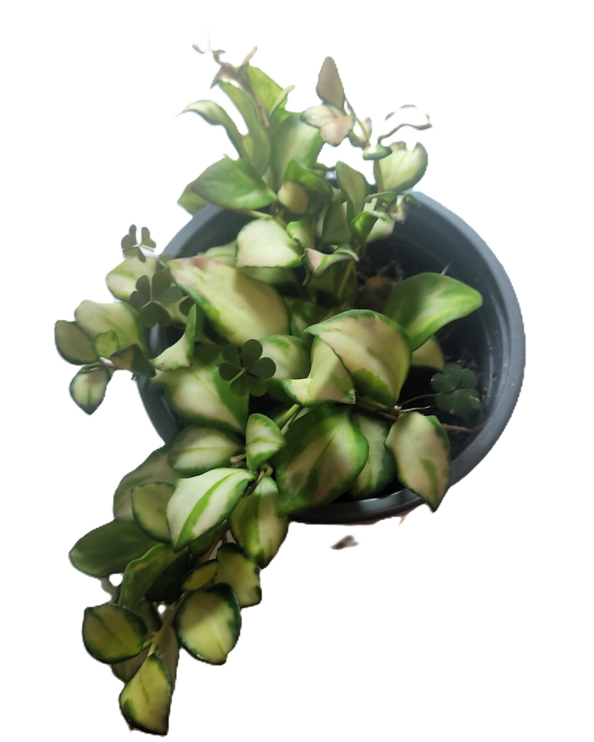 Hoya Heuschkeliana 'variegata'; Planta Flor De Cera, Colgante; Curiosarium; Maceta 12 Cm Diámetro_2