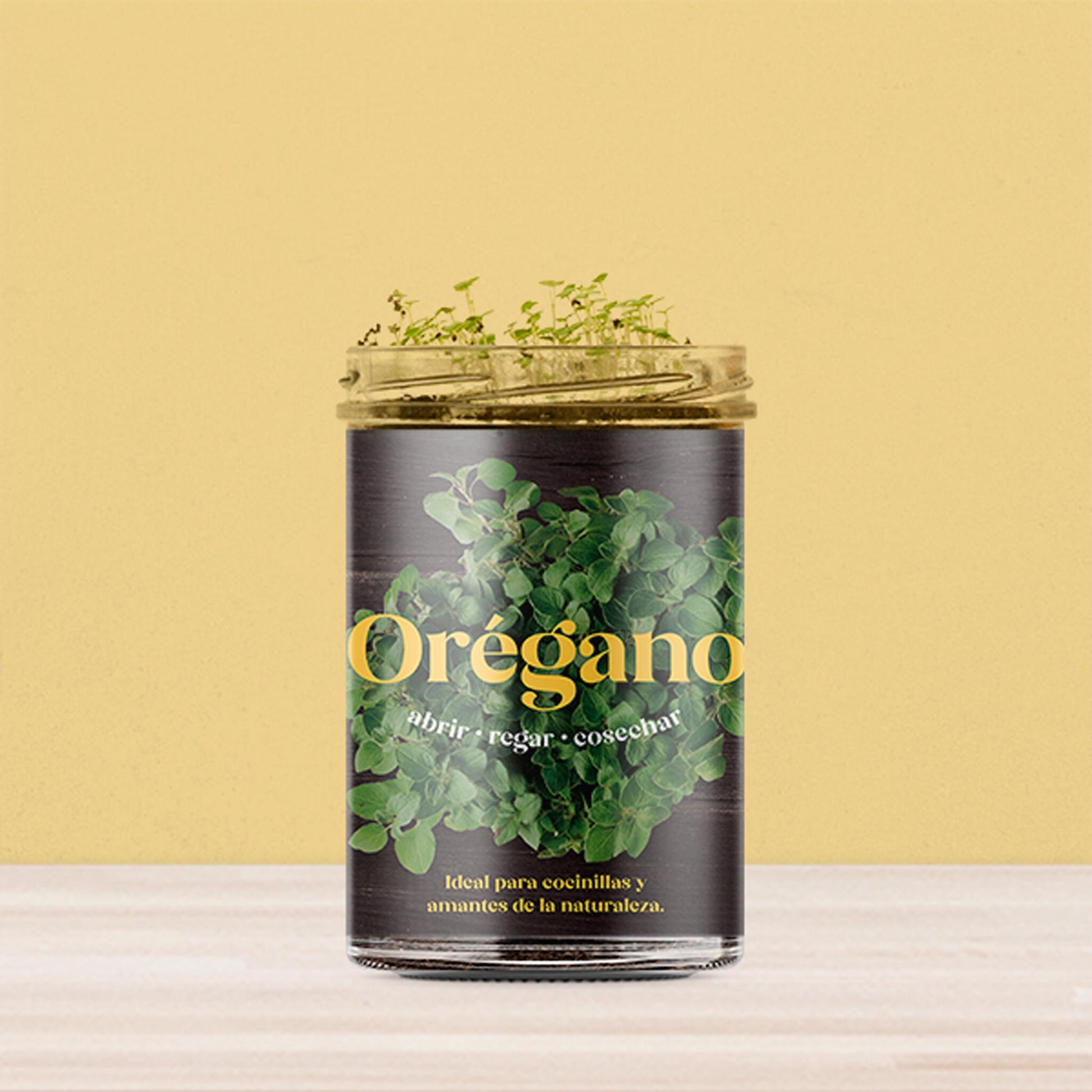 Huerto De Cocina De Orégano_2