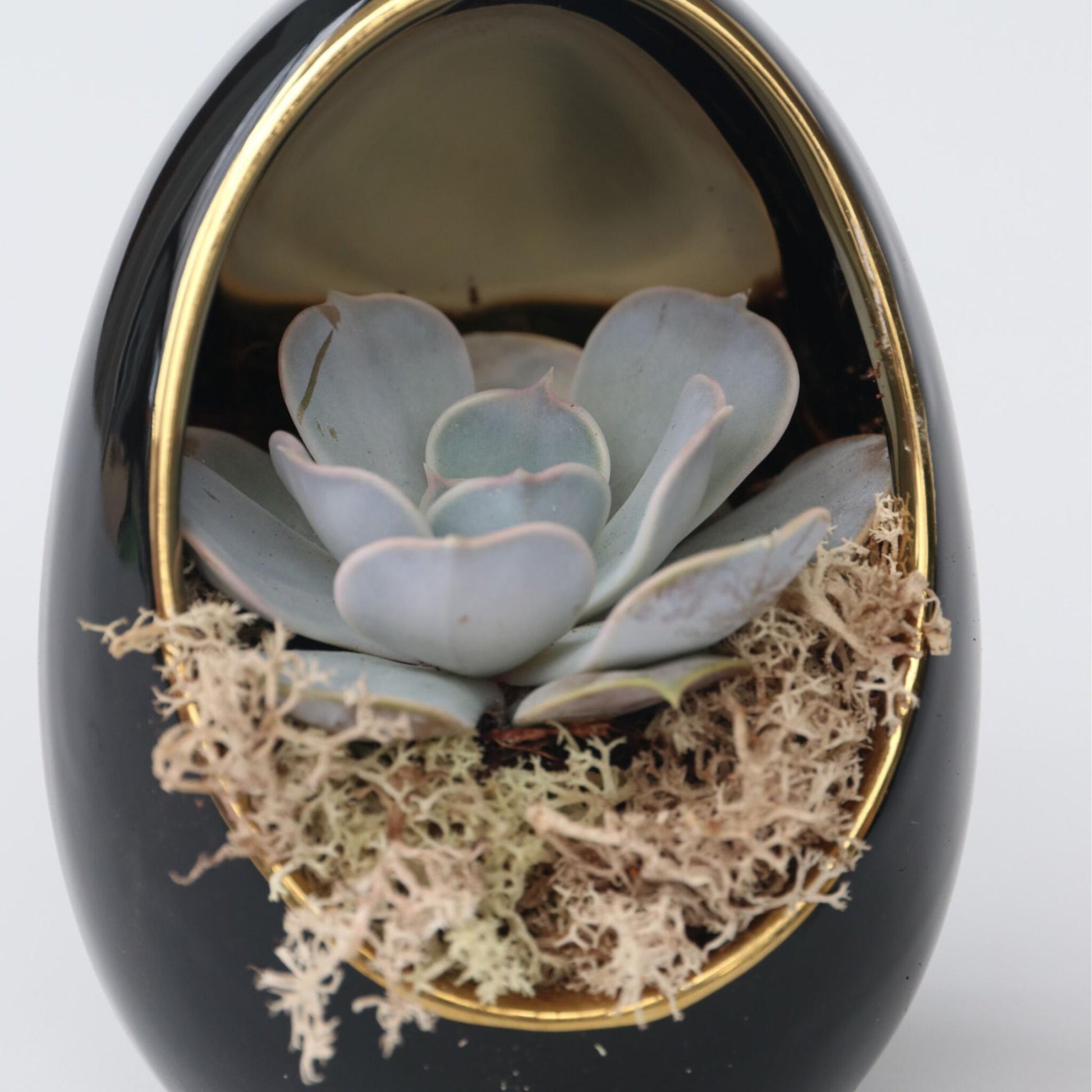 Huevo De Echeveria Dorado Negro - 2 Pzs - Echeveria Lilacina - Altura 12cm_3