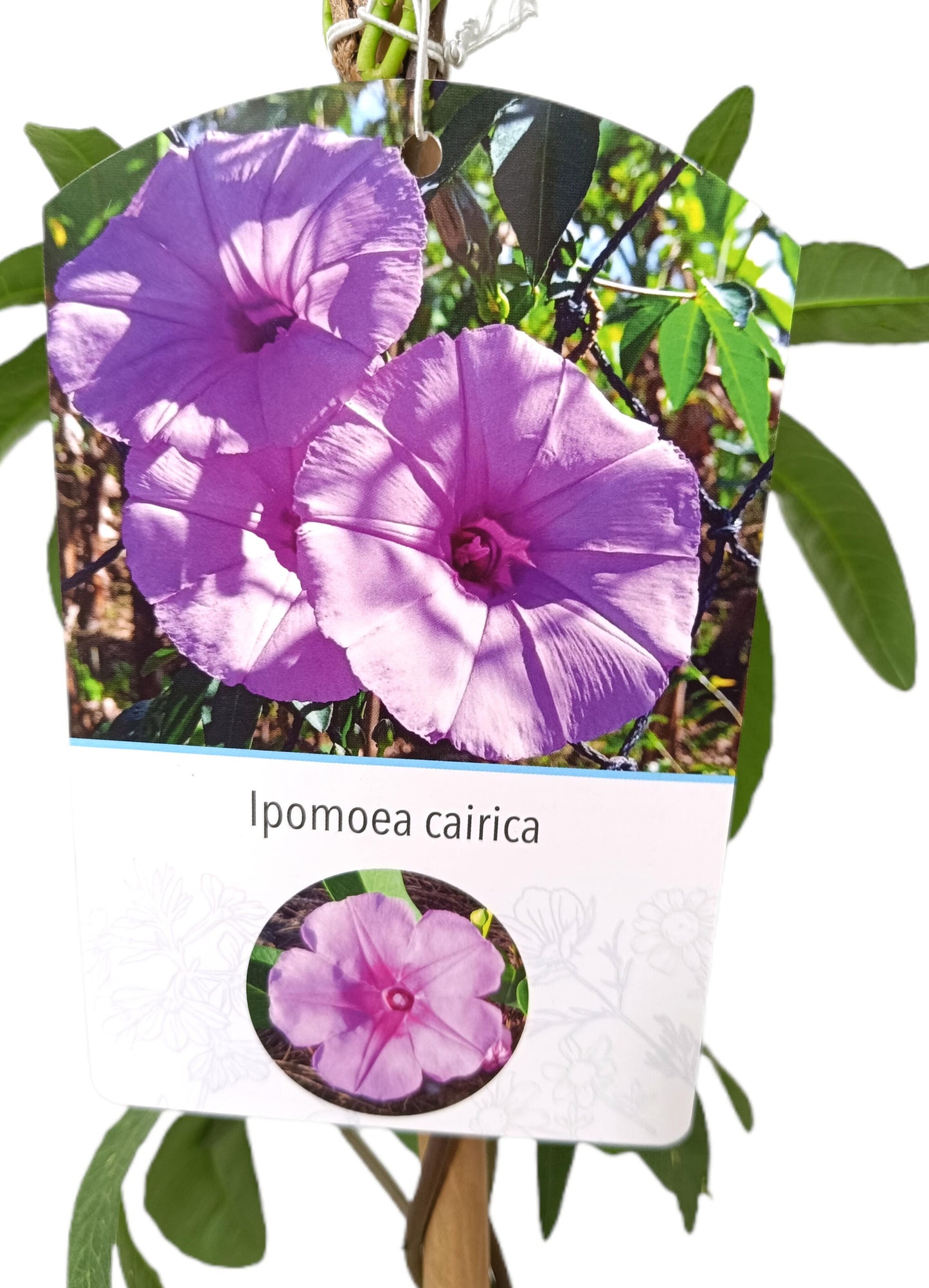 Ipomea Cairica M20 180cm_1