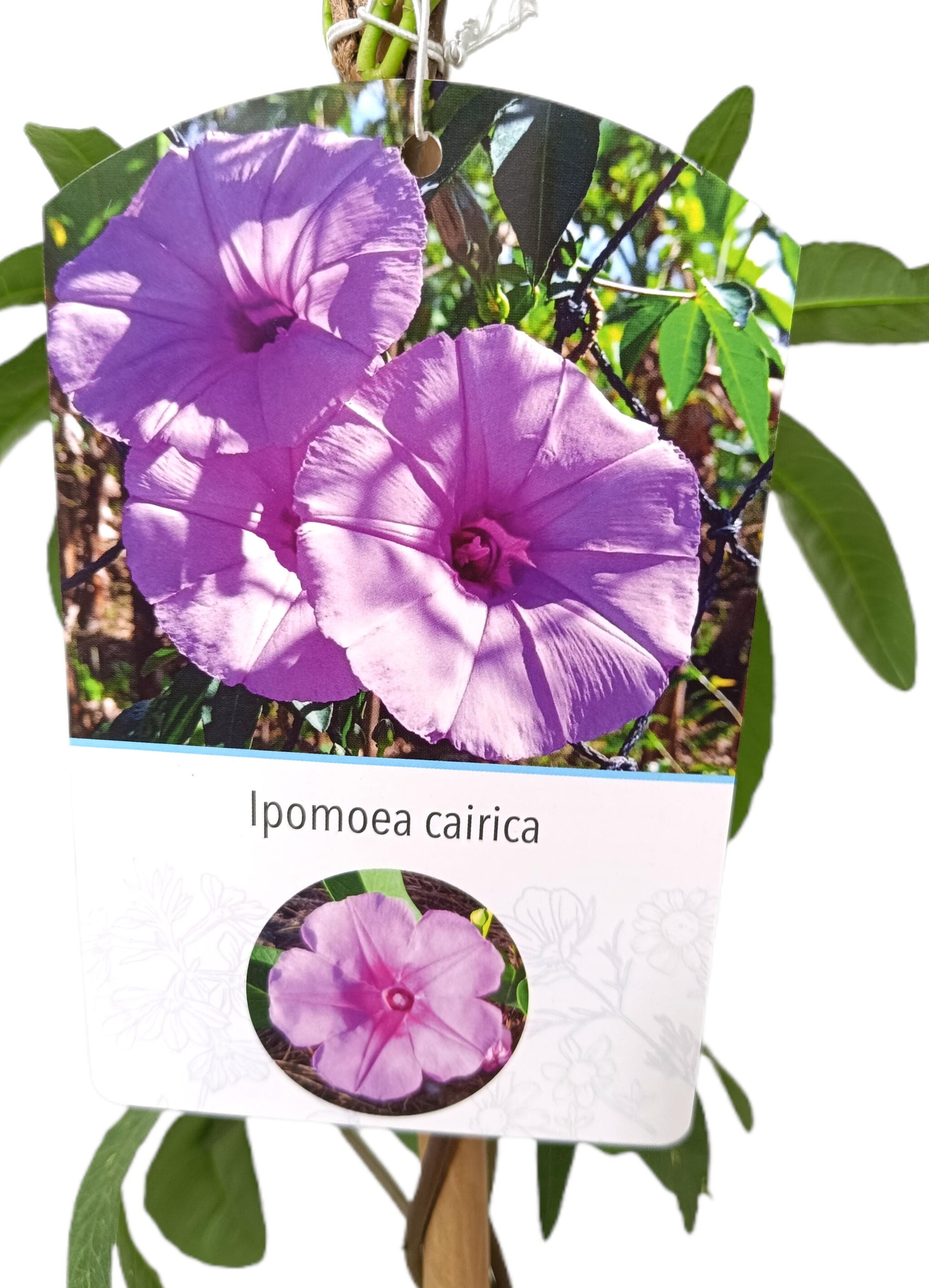 Ipomea Cairica M20 180cm_1