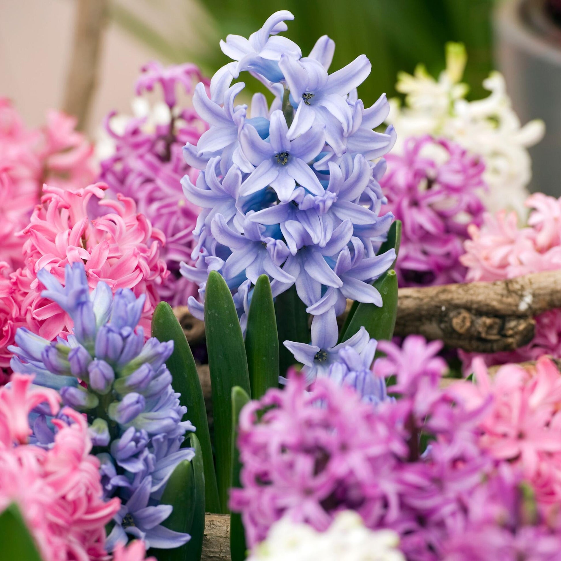 Jacinto - 10 Pzs - Hyacinthus - Bulbos De Flores_1