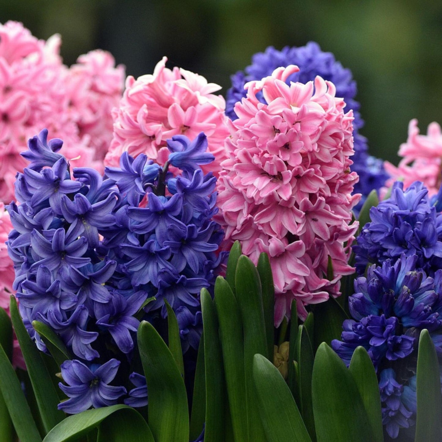 Jacinto - 10 Pzs - Hyacinthus - Bulbos De Flores_3