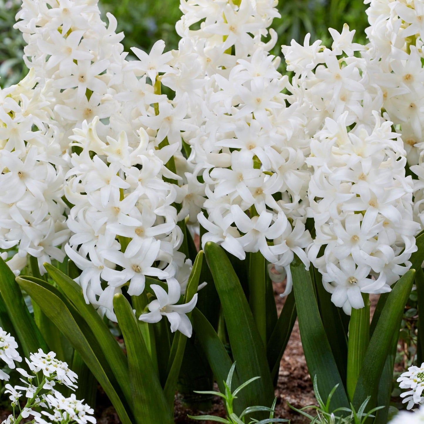 Jacinto - 10 Pzs - Hyacinthus 'carnegie' - Bulbos De Flores - Blanco_1