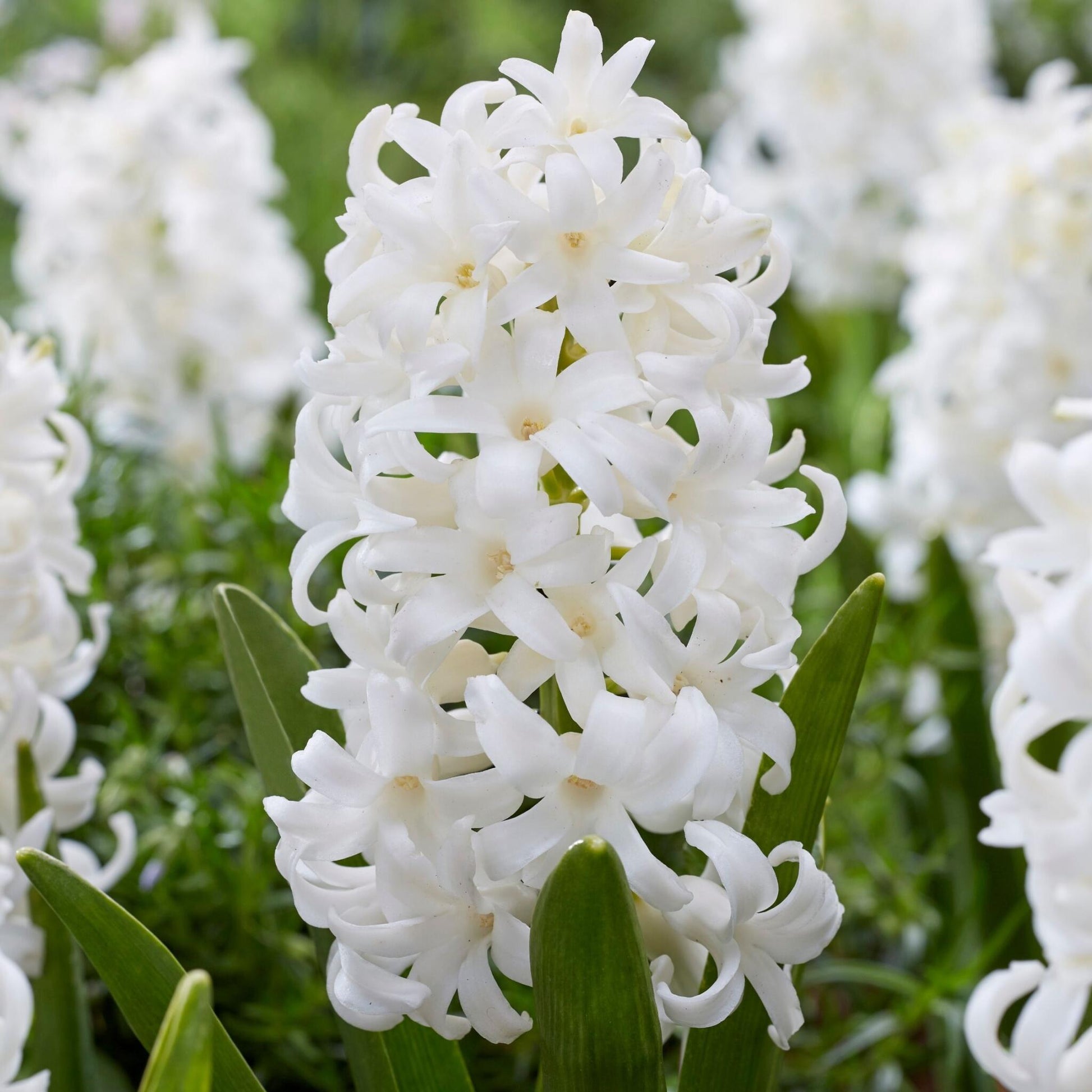 Jacinto - 10 Pzs - Hyacinthus 'carnegie' - Bulbos De Flores - Blanco_3