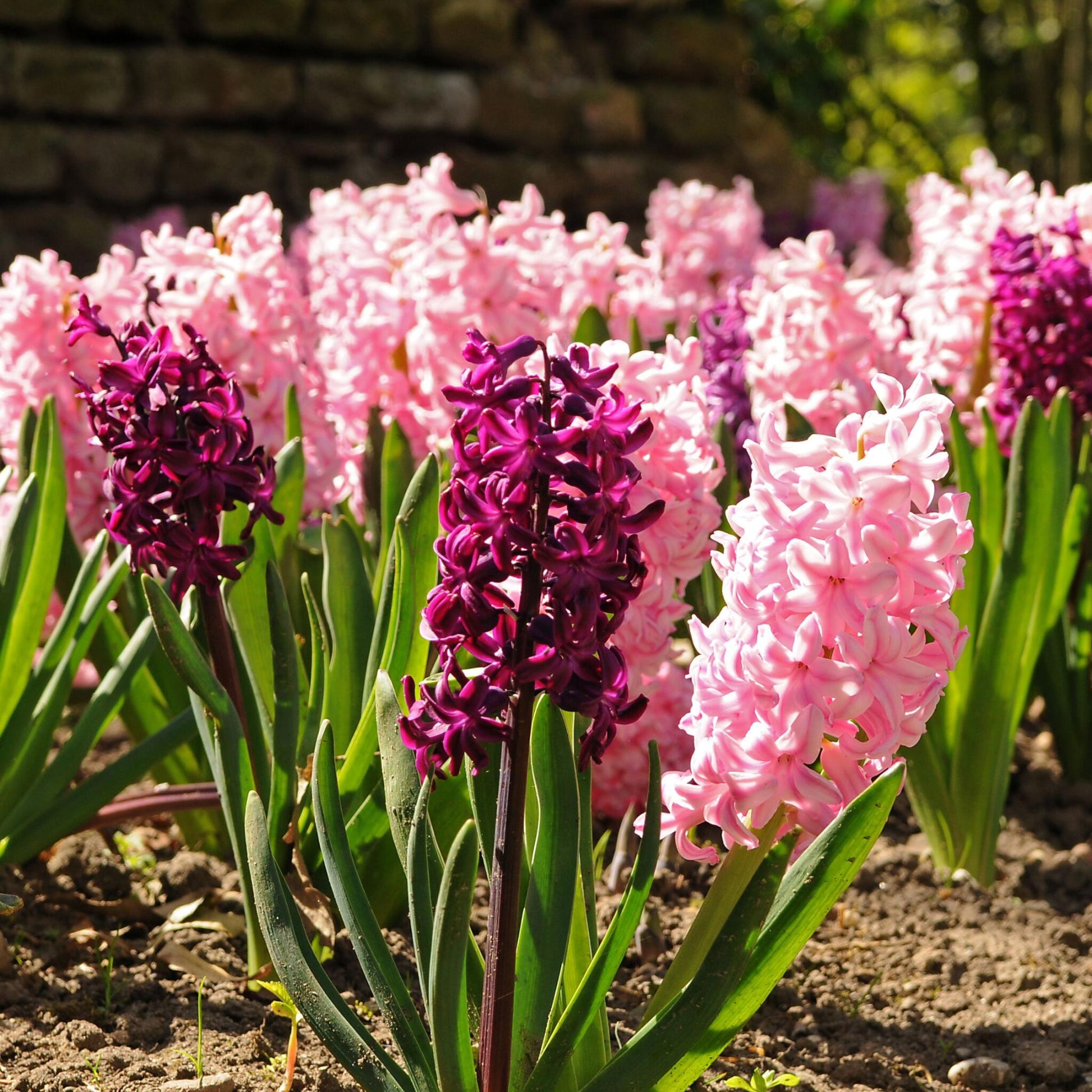 Jacinto - 20 Pzs - Hyacinthus - Bulbos De Flores_1