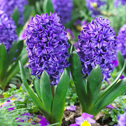 Jacinto - 25 Pzs - Hyacinthus 'blue Trophy' - Bulbos De Flores - Azul_1