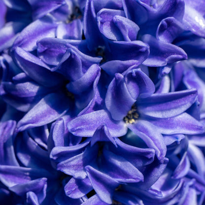 Jacinto - 25 Pzs - Hyacinthus 'blue Trophy' - Bulbos De Flores - Azul_3