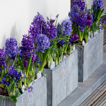 Jacinto - 25 Pzs - Hyacinthus 'blue Trophy' - Bulbos De Flores - Azul_4