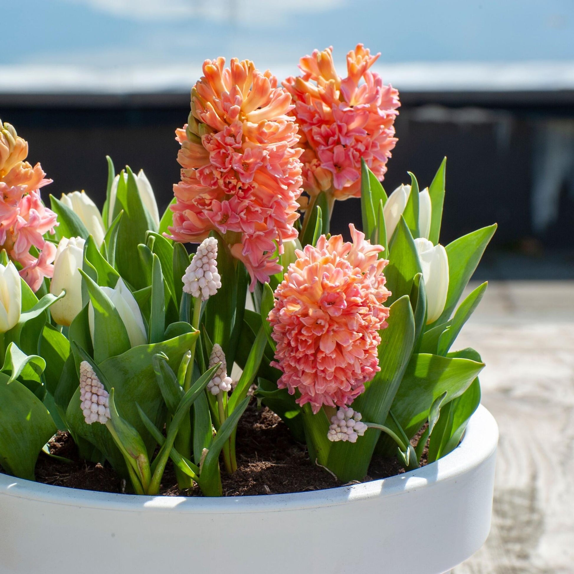 Jacinto - 25 Pzs - Hyacinthus 'gipsy Queen' - Bulbos De Flores - Naranja_1