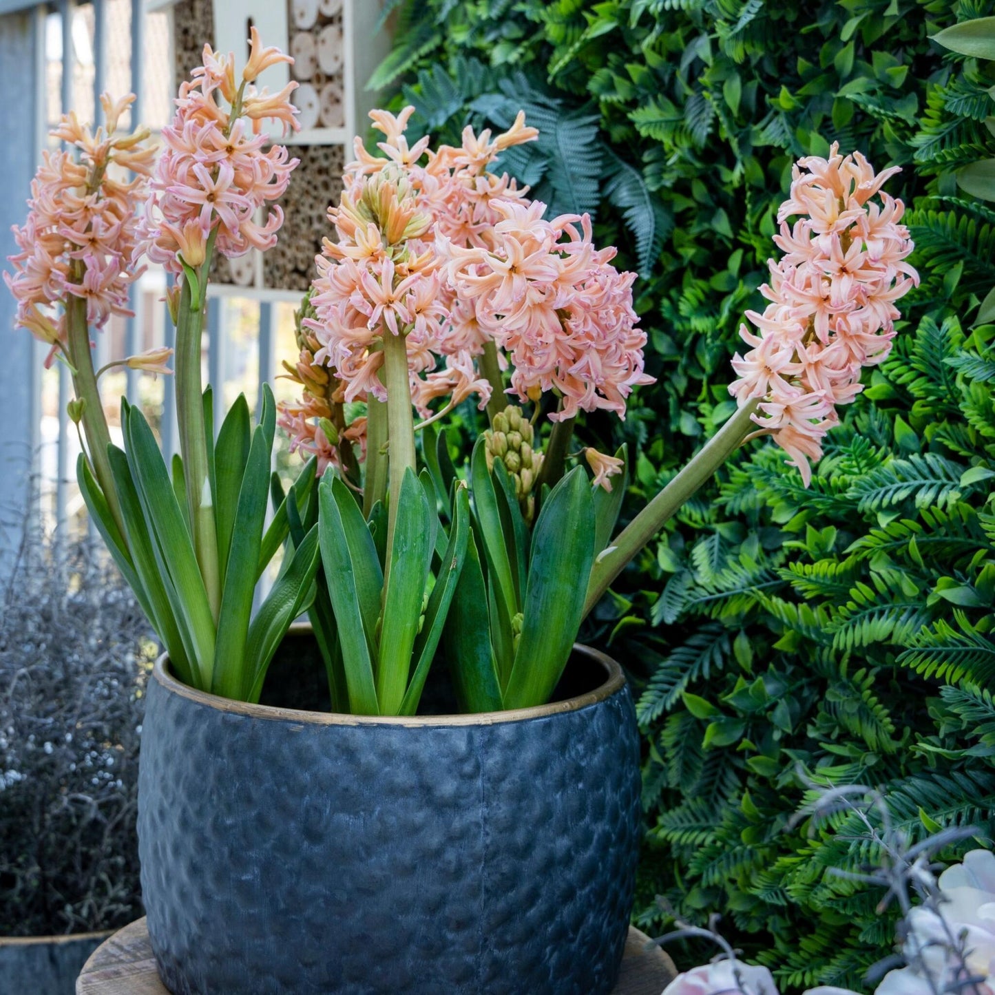 Jacinto - 25 Pzs - Hyacinthus 'gipsy Queen' - Bulbos De Flores - Naranja_4