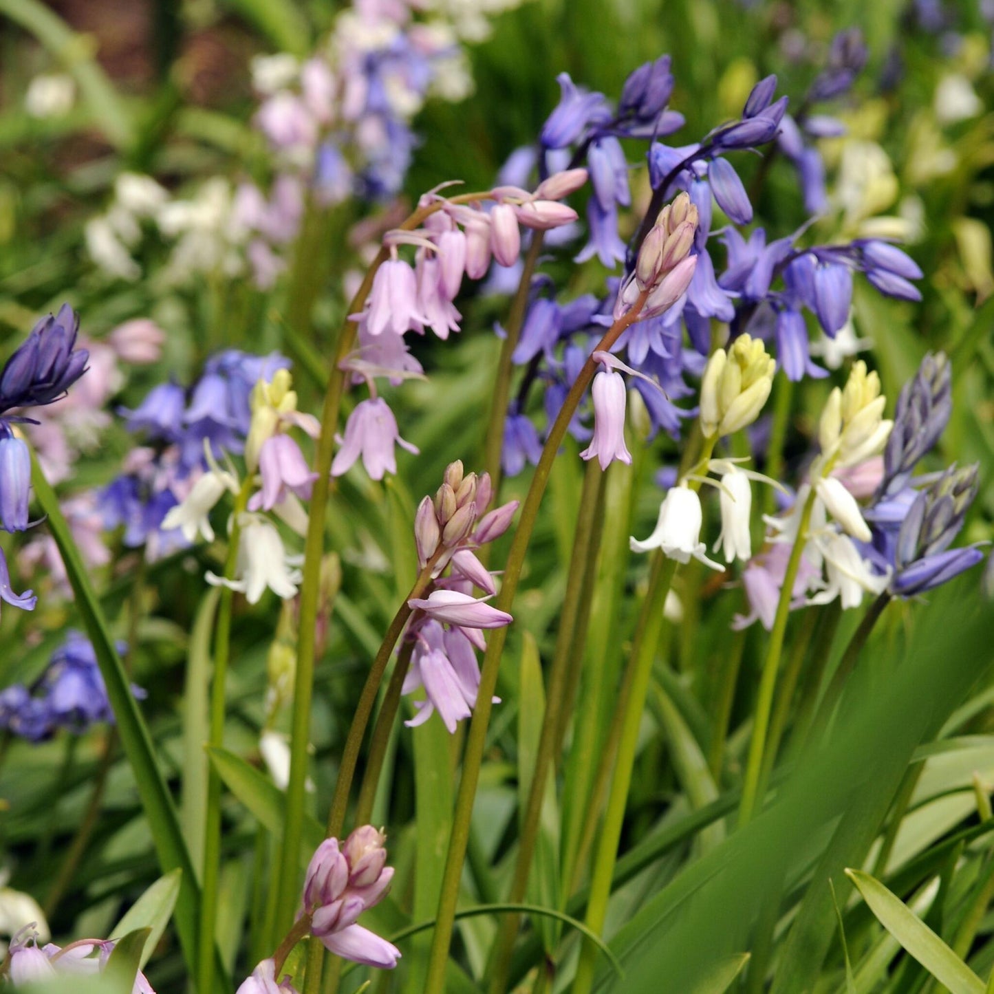 Jacinto De Campo - 40 Pzs - Hyacinthoides Hispanica - Bulbos De Flores_1