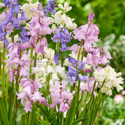 Jacinto De Campo - 40 Pzs - Hyacinthoides Hispanica - Bulbos De Flores_4