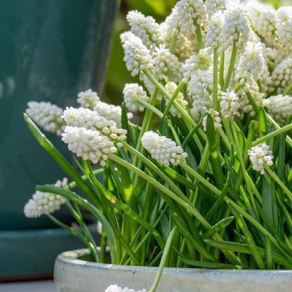 Jacintos De Uva - 50 Pzs - Muscari 'white Magic' - Bulbos De Flores - Blanco_1