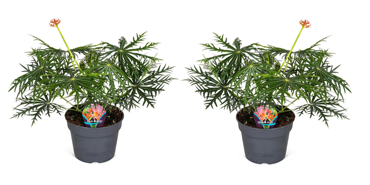 Jatrofa - 2 Pzs - Jatropha Multifida - Altura 40-50cm - ⌀17cm_0