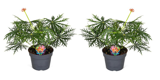 Jatrofa - 2 Pzs - Jatropha Multifida - Altura 40-50cm - ⌀17cm_0