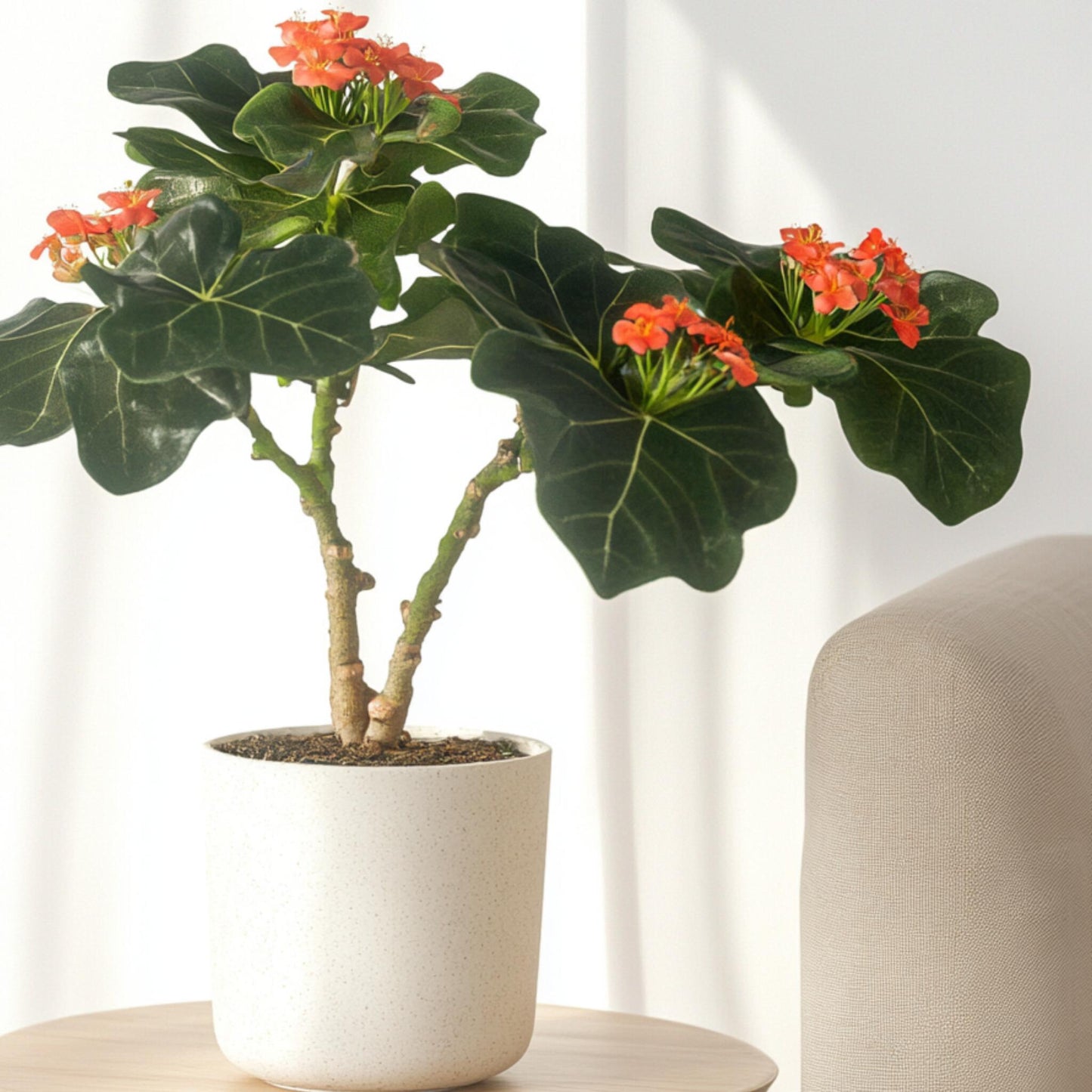 Jatrofa - 2 Pzs - Jatropha Podagrica - Altura 25-45cm - ⌀13cm_1
