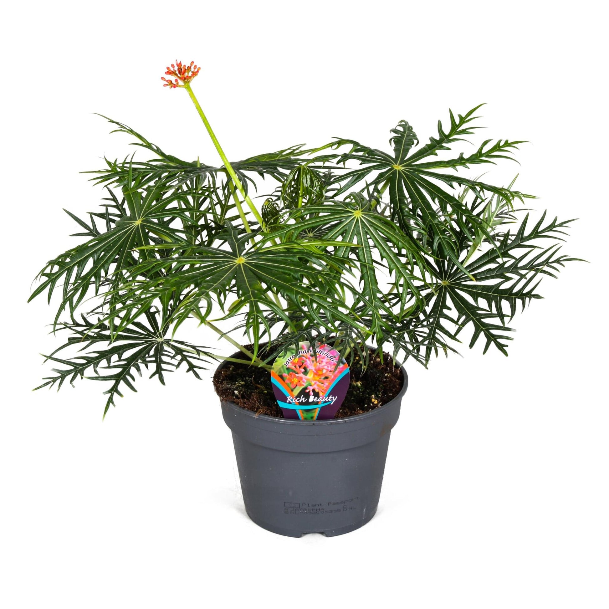 Jatrofa - Jatropha Multifida - Altura 40-50cm - ⌀17cm_0