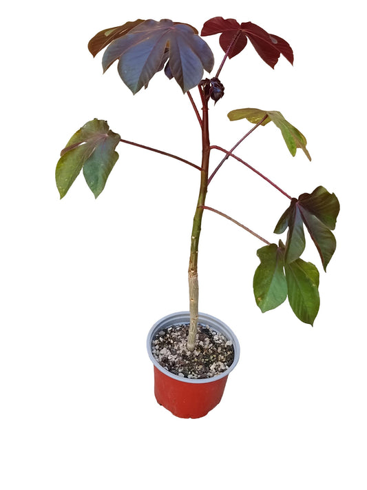 Jatropha Gossypiifolia Planta Suculenta Natural Ø13_0
