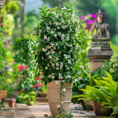 Jazmín - Jasminum Polyanthum - Altura 60-70cm - ⌀17cm_1