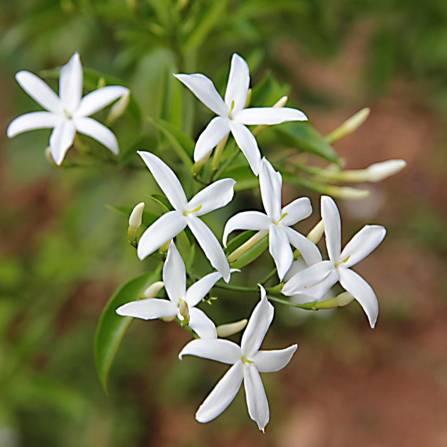 Jazmín - Jasminum Polyanthum - Altura 60-70cm - ⌀17cm_3