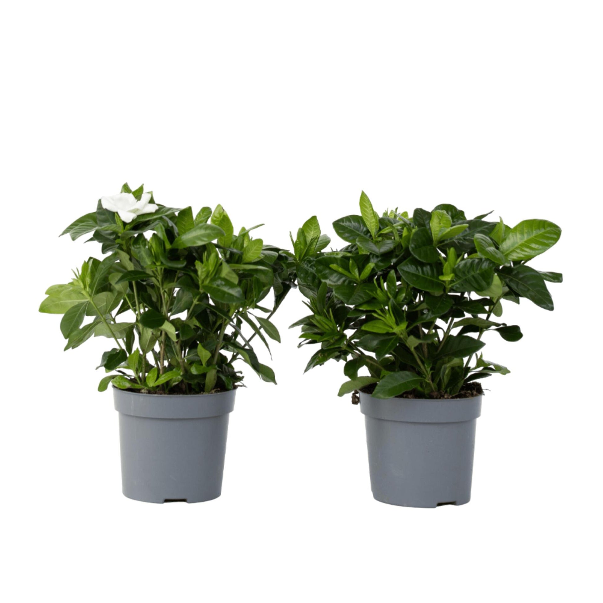 Jazmín De Arabia - 2 Pzs - Gardenia Jasminoides - Altura 20-30cm - ⌀13cm_0