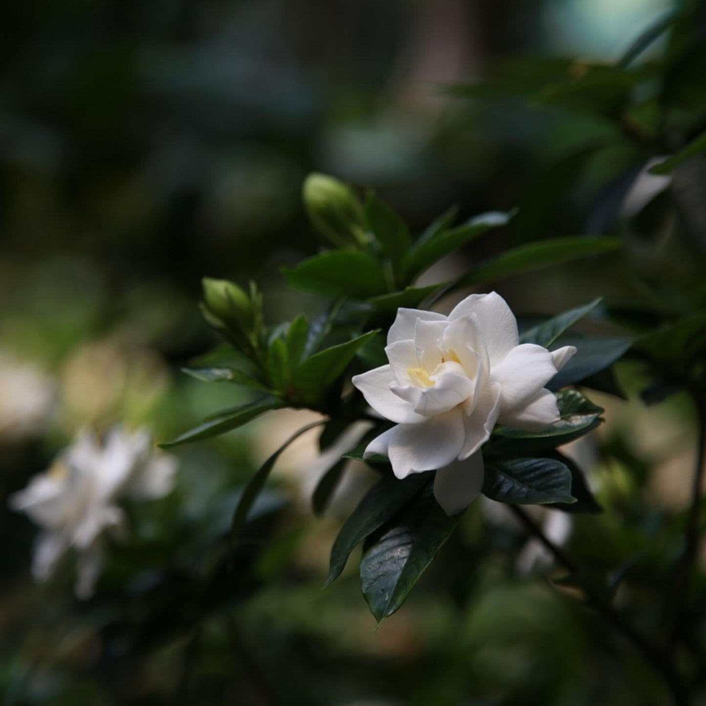 Jazmín De Arabia - 2 Pzs - Gardenia Jasminoides - Altura 20-30cm - ⌀13cm_1