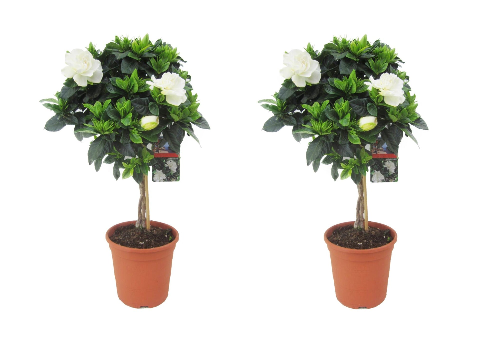 Jazmín De Arabia - 2 Pzs - Gardenia Jasminoides - Altura 50-60cm - ⌀19cm_0