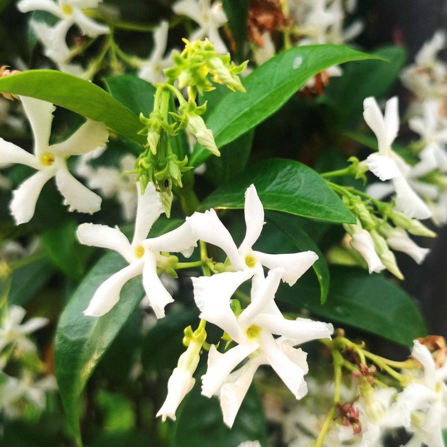Jazmín Estrellado - 2 Pzs - Trachelospermum Jasminoides - A110-120cm - ⌀17cm_3