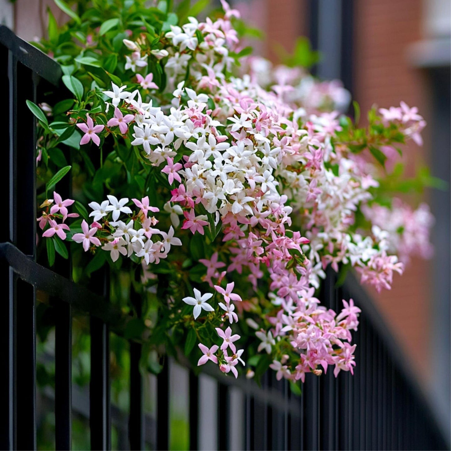 Jazmín Estrellado - 2 Pzs - Trachelospermum Jasminoides - A110-120cm - ⌀17cm_4