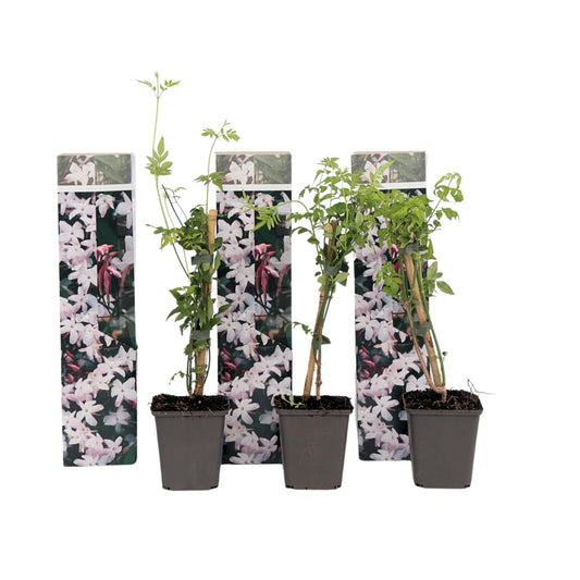 Jazmín Estrellado - 3 Pzs - Jasminum 'officinale's - Altura 25-40cm - ⌀9cm_0
