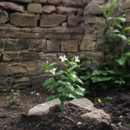 Jazmín Estrellado - 3 Pzs - Jasminum 'officinale's - Altura 25-40cm - ⌀9cm_4