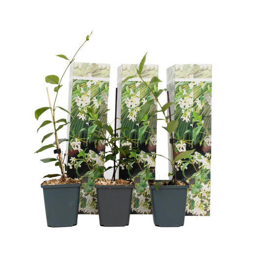Jazmín Estrellado - 3 Pzs - Trachelospermum Jasminoides - Altura 25-40cm - ⌀9cm_0