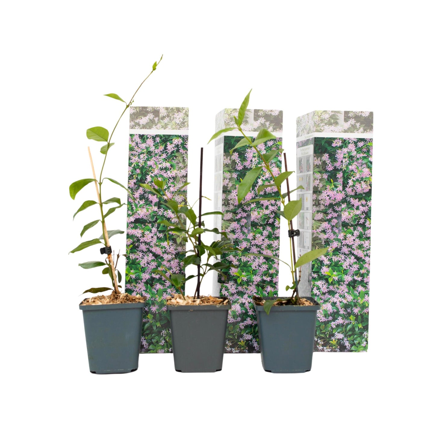 Jazmín Estrellado - 3 Pzs - Trachelospermum Jasminoides - Altura 25-40cm - ⌀9cm_0