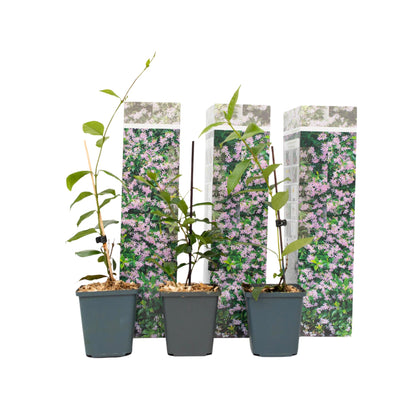 Jazmín Estrellado - 3 Pzs - Trachelospermum Jasminoides - Altura 25-40cm - ⌀9cm_0