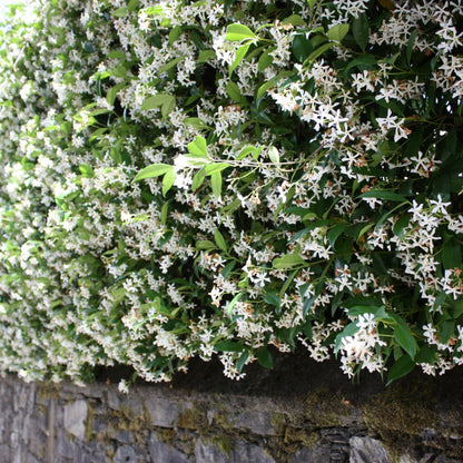 Jazmín Estrellado - 3 Pzs - Trachelospermum Jasminoides - Altura 25-40cm - ⌀9cm_1