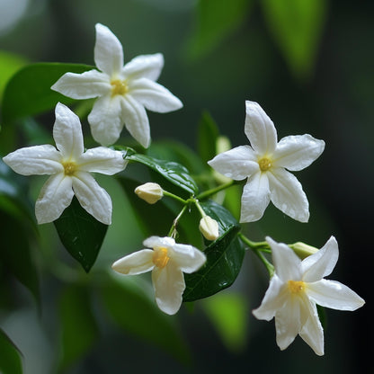 Jazmín Estrellado - 6 Pzs - Jasminum 'officinale' - Altura 25-40cm - ⌀9cm_3