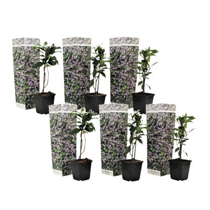Jazmín Estrellado - 6 Pzs - Trachelospermum Jasminoides - Altura 25-40cm - ⌀9cm_0