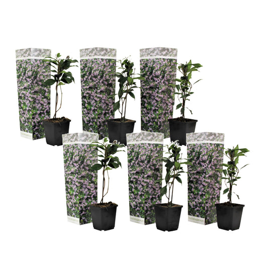 Jazmín Estrellado - 6 Pzs - Trachelospermum Jasminoides - Altura 25-40cm - ⌀9cm_0