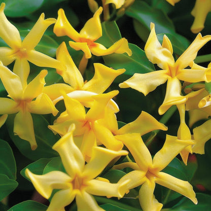 Jazmín Estrellado - 6 Pzs - Trachelospermum Jasminoides - Altura 25-40cm - ⌀9cm_3