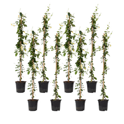 Jazmín Estrellado - 8 Pzs - Trachelospermum Jasminoides - A110-120cm - ⌀17cm_0