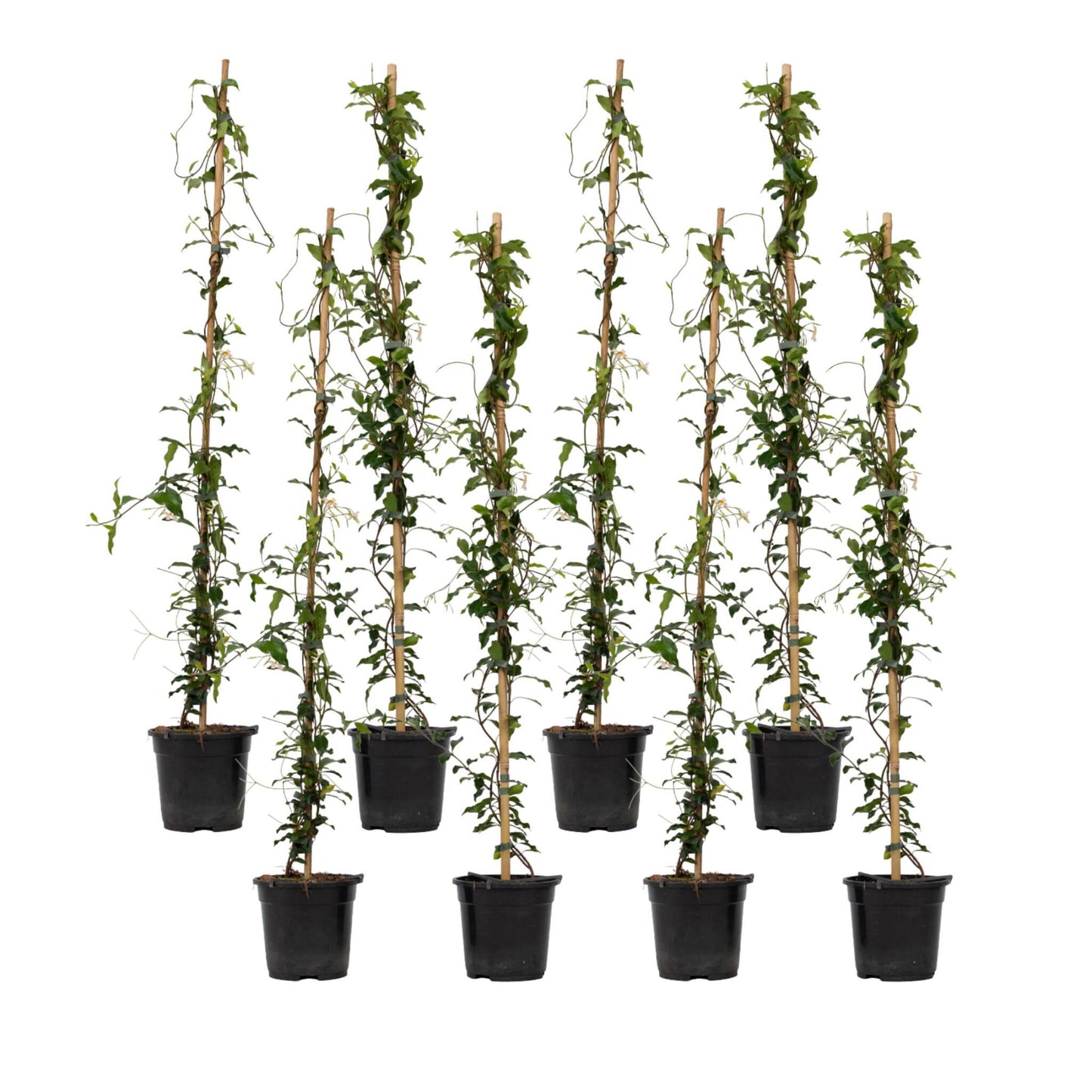 Jazmín Estrellado - 8 Pzs - Trachelospermum Jasminoides - A110-120cm - ⌀17cm_0