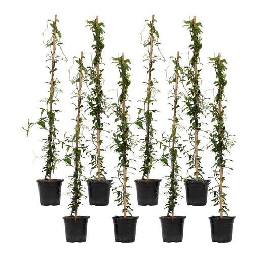 Jazmín Estrellado - 8 Pzs - Trachelospermum Jasminoides - A110-120cm - ⌀17cm_0