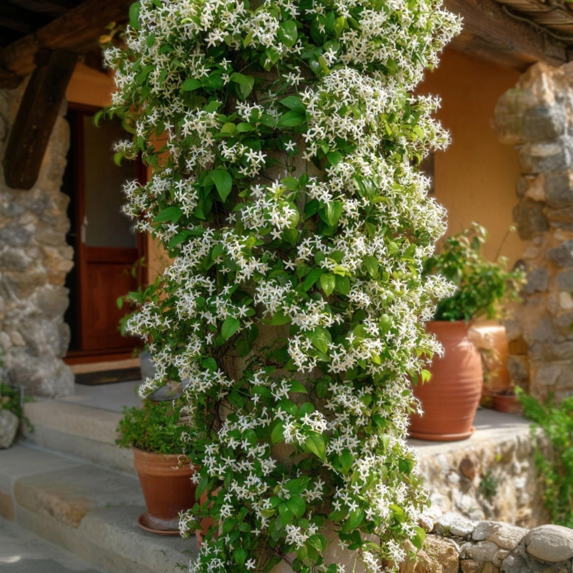 Jazmín Estrellado - 8 Pzs - Trachelospermum Jasminoides - A110-120cm - ⌀17cm_1