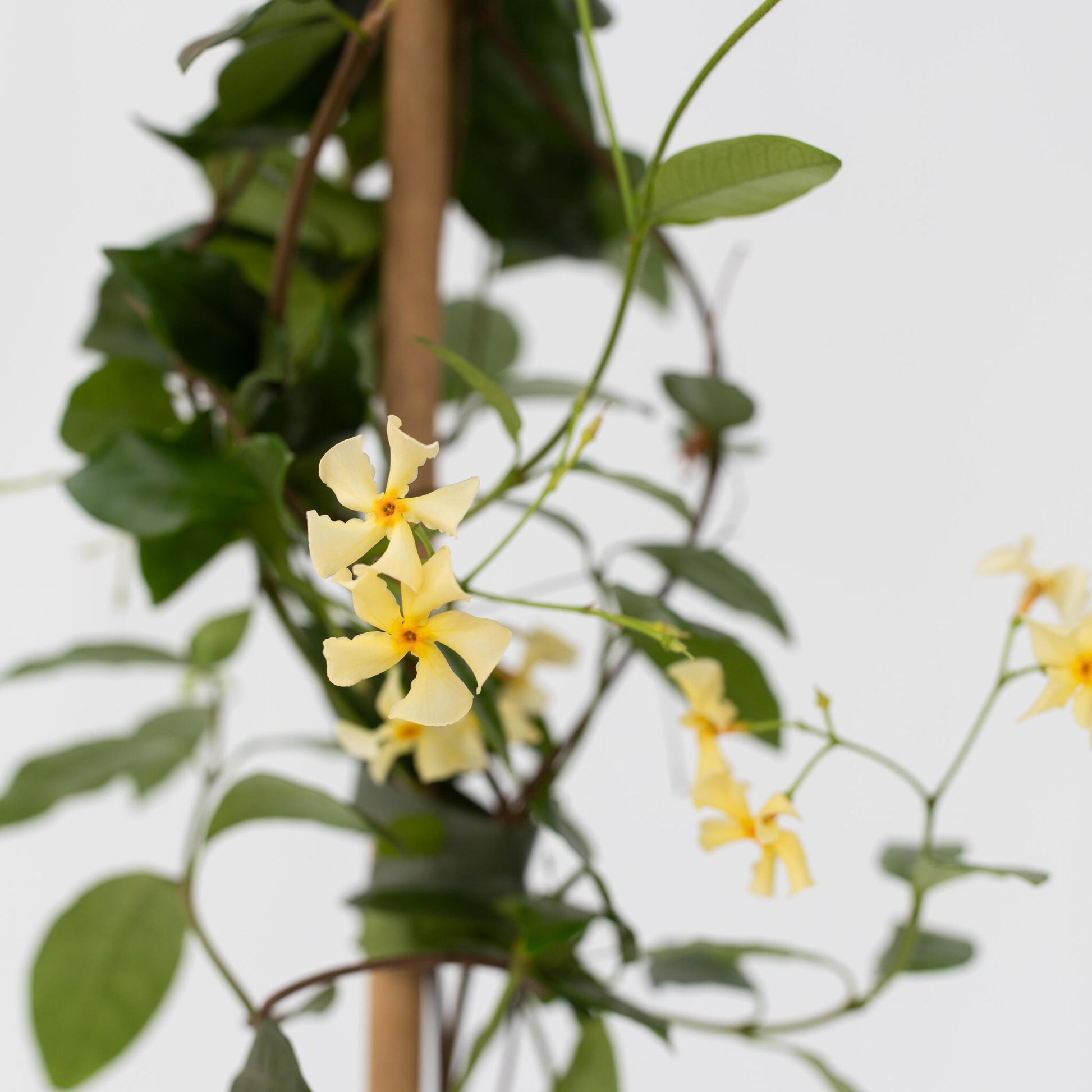 Jazmín Estrellado - 8 Pzs - Trachelospermum Jasminoides - A110-120cm - ⌀17cm_3