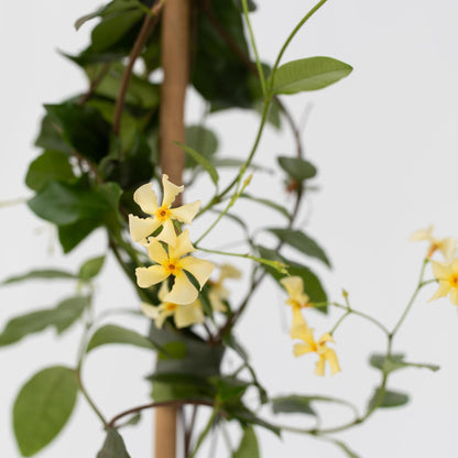 Jazmín Estrellado - 8 Pzs - Trachelospermum Jasminoides - A110-120cm - ⌀17cm_3