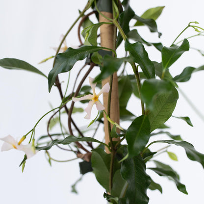 Jazmín Estrellado - 8 Pzs - Trachelospermum Jasminoides - A110-120cm - ⌀17cm_3