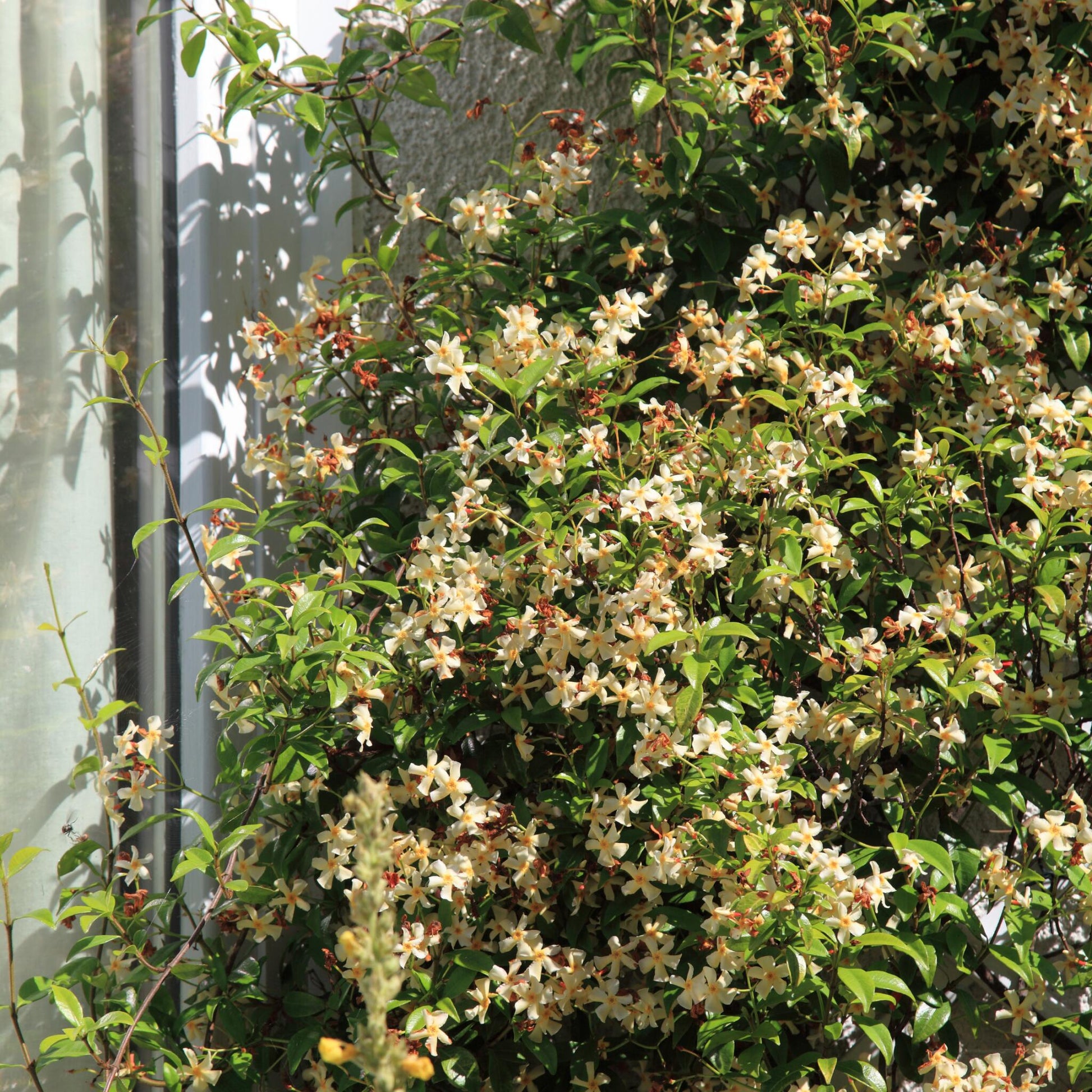 Jazmín Estrellado - 8 Pzs - Trachelospermum Jasminoides - A110-120cm - ⌀17cm_4