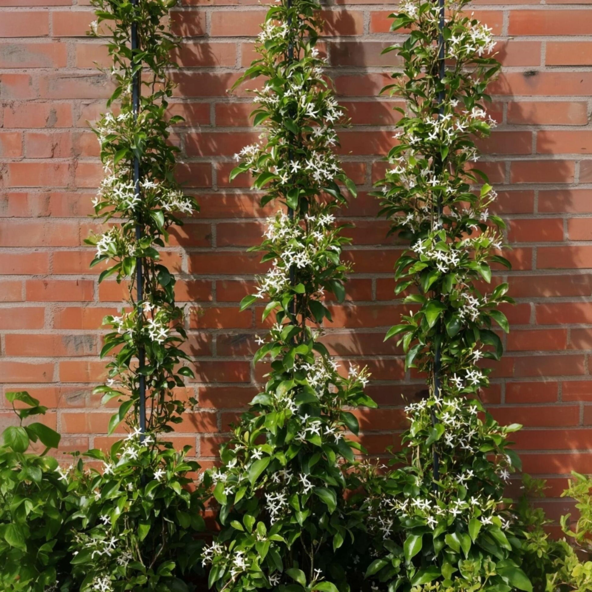 Jazmín Estrellado - 8 Pzs - Trachelospermum Jasminoides - A110-120cm - ⌀17cm_4